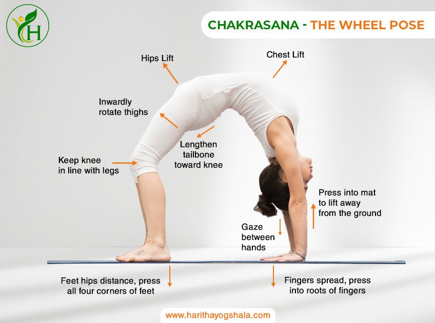 Image of a person in Chakrasana, The Wheel Pose. The practitioner arches their back, balancing on hands and feet, forming a graceful and energizing wheel shape. This heart-opening pose is depicted with proper form, promoting strength, flexibility, and a sense of vitality in yoga practice.