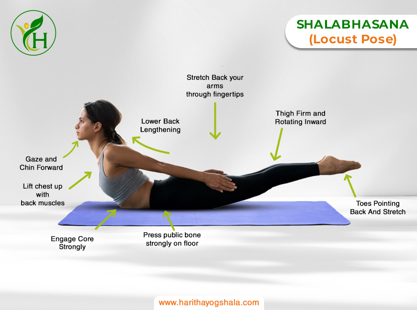 Infographic of Shalabhasana, the Locust Pose. The practitioner lies prone, lifting legs and upper body off the mat, engaging the back muscles. This backbend strengthens the spine, buttocks, and legs, promoting vitality and flexibility in the practice of yoga.