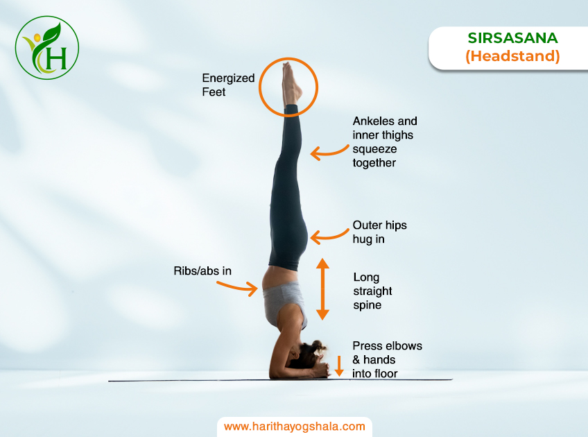 Infographic of Sirsasana, the Headstand Pose. The practitioner balances inverted on their head and forearms, forming a straight line from head to toes. This advanced pose cultivates strength, balance, and focus, offering benefits for both physical and mental well-being in the practice of yoga.